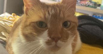 marie pet sitter à CARRIERES SUR SEINE 78420_8