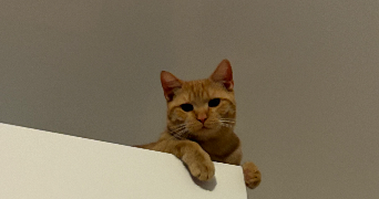 estelle pet sitter à MEUDON 92360_0