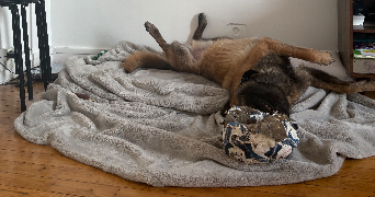 lea pet sitter à PARIS 15 75015_1