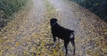 gisele dog sitter à GENTE 16130_8