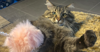 manuela pet sitter à FLEURY LES AUBRAIS 45400_2