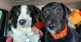 lilou pet sitter à TOULOUSE 31200_3