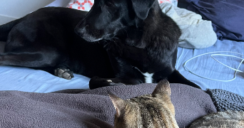 marie pet sitter à LES ANGLES 30133_4