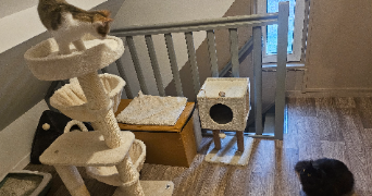 anne laure pet sitter à WAZIERS 59119_1