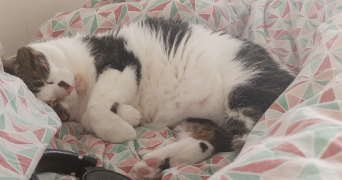 solène pet sitter à LYON 02 69002_8
