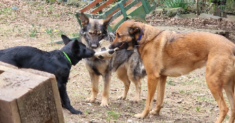 sara pet sitter à Saint-Jacques-de-Néhou 50390_3