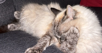 eléa pet sitter à Allinges 74200_1