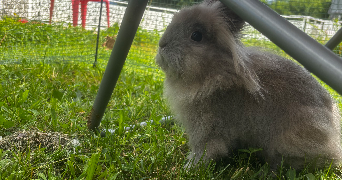 selin pet sitter à CHAMPAGNIER 38800_2