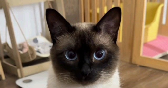 ahlem pet sitter à VITRY SUR SEINE 94400_0