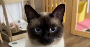 ahlem pet sitter à VITRY SUR SEINE 94400