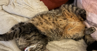 camille pet sitter à FENEU 49460_2