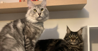 margo pet sitter à MONTPELLIER 34000_2