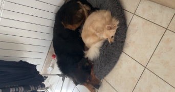 anaëlle pet sitter à ELBEUF 76500_1