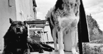 gerald pet sitter à FEURS 42110_3