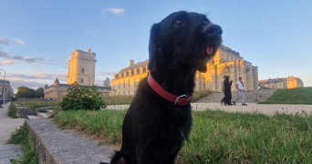 tara pet sitter à PARIS 12 75012_5