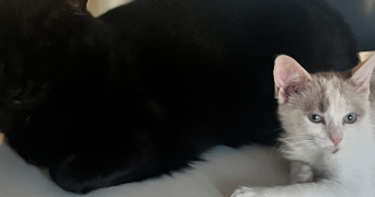 morjiane pet sitter à LYON 03 69003_4