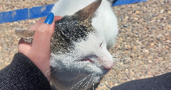 nada pet sitter à NANTES 44000_7
