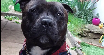 lorène pet sitter à Lyon 69008_1