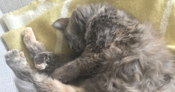 colombe pet sitter à MAISONS LAFFITTE 78600_2