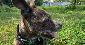lila pet sitter à CEPET 31620_1