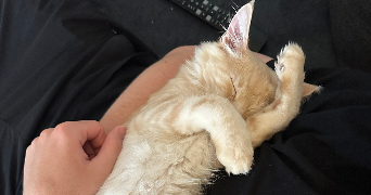 camille pet sitter à ANGERS 49000_2