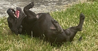 camille pet sitter à BLANQUEFORT 33290_5