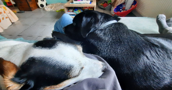 sandrine pet sitter à COUVIN 5660_0