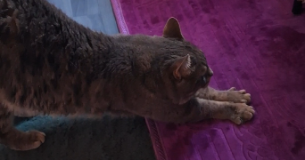 léonie pet sitter à SENLIS 60300_5