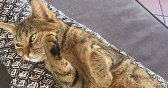 louis pet sitter à TOULON 83000_1