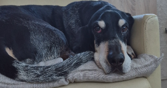 sarah pet sitter à FLERS EN ESCREBIEUX 59128_3