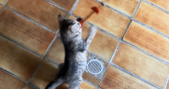 elie pet sitter à METZ 57070_8
