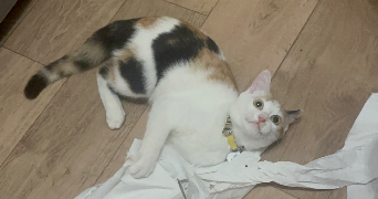 lea pet sitter à LANGON 33210_2