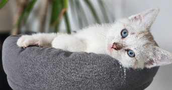 gwenola pet sitter à PLOUHA 22580_0