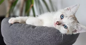 gwenola pet sitter à PLOUHA 22580