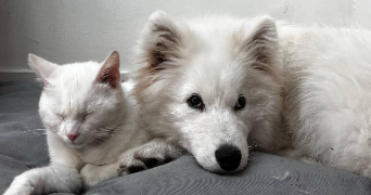 perrine pet sitter à MOUVAUX 59420_0