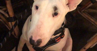 sal pet sitter à Vitry-sur-Seine 94400_1