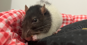 alice pet sitter à Pont-Péan 35131_1