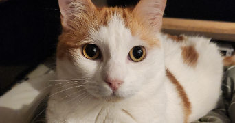 emilie pet sitter à NANCY 54000_2