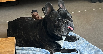 maëva-allison pet sitter à PONTOISE 95300_9