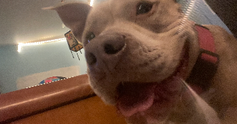 camélia  pet sitter à ANGERS 49100_1