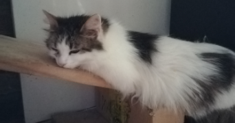 céline pet sitter à ST ANDRE SUR CAILLY 76690_1