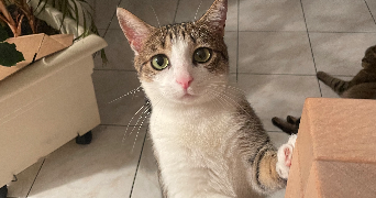 marie pet sitter à COURBEVOIE 92400_1