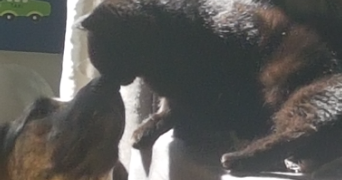 gregory pet sitter à STE MESME 78730_3