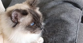 christine pet sitter à LE PRE ST GERVAIS 93310_5
