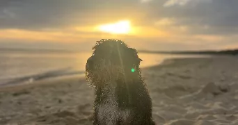 axelle pet sitter à VENERAND 17100