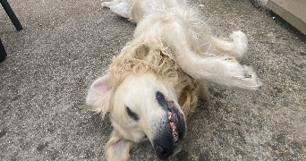 chloé pet sitter à BREST 29200_3