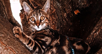 elise pet sitter à ALIZAY 27460_2