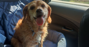 lana pet sitter à TOURS 37000_1