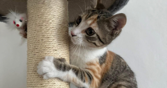 marwa pet sitter à LA CIOTAT 13600_8