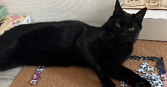 marion pet sitter à BORT LES ORGUES 19110_1